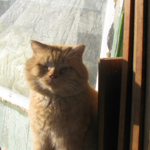 Puma_nsk